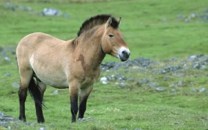 Przewalski horse / Mongolian ass (Equus ferus przewalski) captive, UK