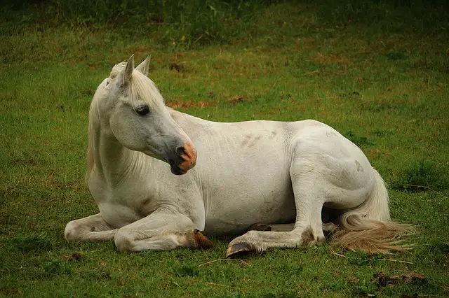 Horse Laying Down