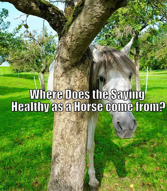 Where Does the Saying Healthy as a Horse come from